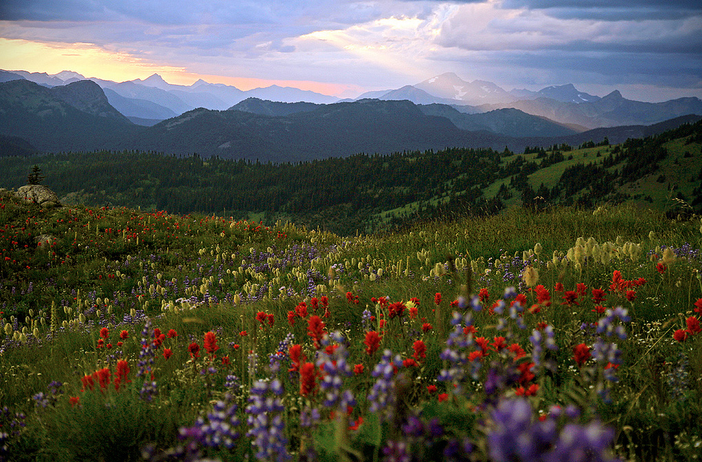 Play Hard Series: Alpine Meadows - PrairieCoast equipment